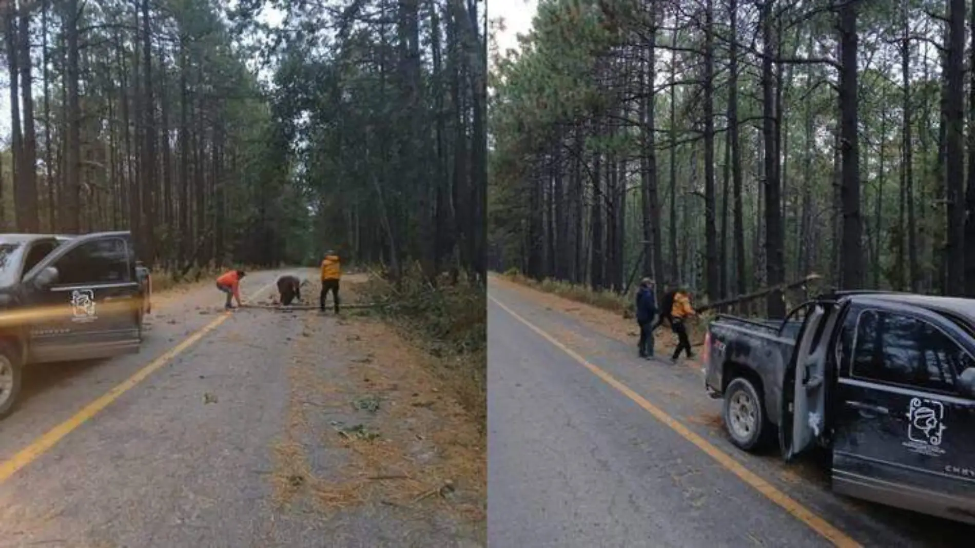 árboles caídos fuertes vientos clima